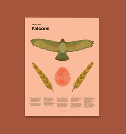 Falcon Fun Facts Print