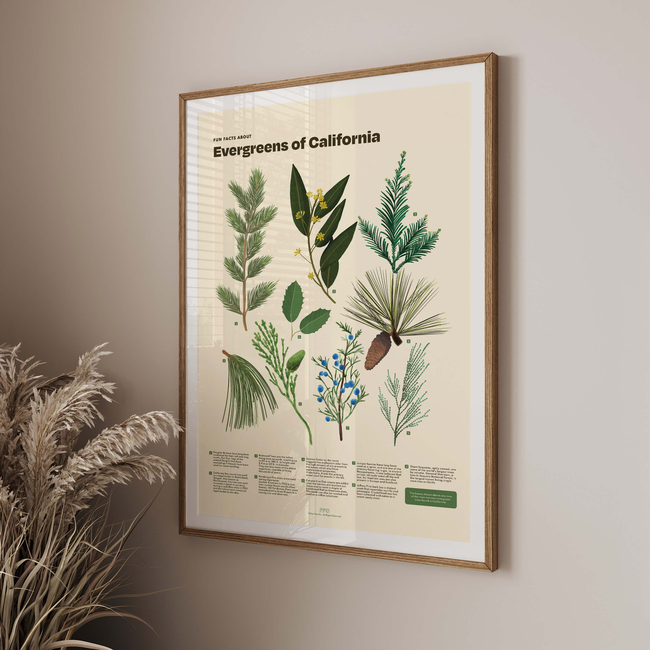 Evergreens of California Print-gallery-44715983339766