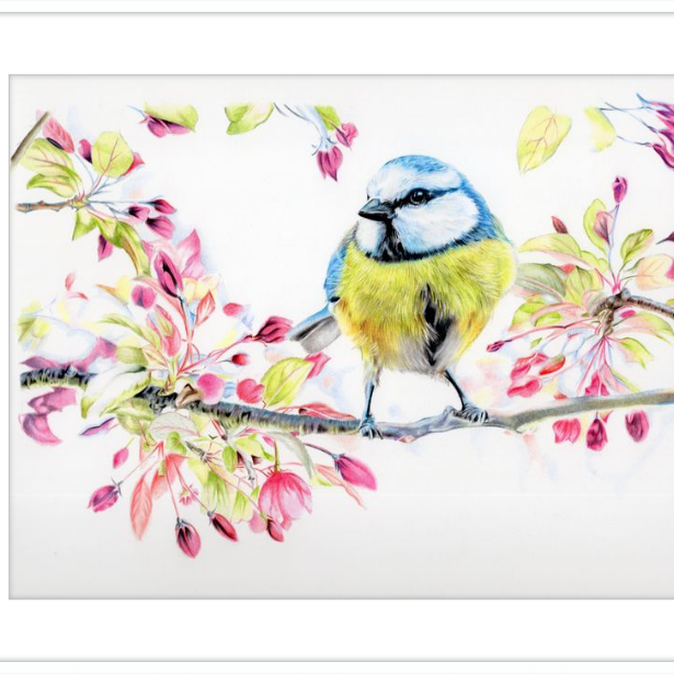 Blue Tit in Blossom-gallery-49475799318819
