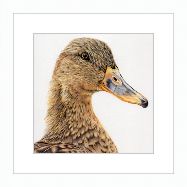 Jemima the Mallard-gallery-49450416996643