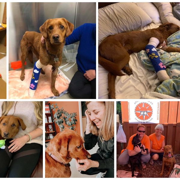 Delilah Home Celebrates the 6th Anniversary of Delilah's 62 Day Adventure Lost in the North Carolina Mountains