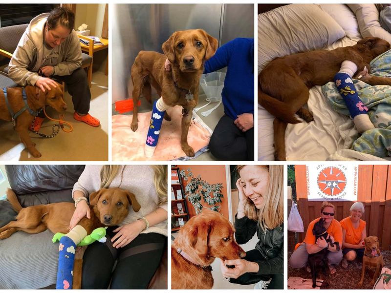 Delilah Home Celebrates the 6th Anniversary of Delilah's 62 Day Adventure Lost in the North Carolina Mountains