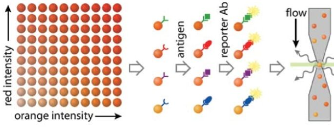 Beads Based Multiplex Assay