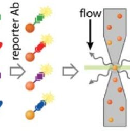Beads Based Multiplex Assay