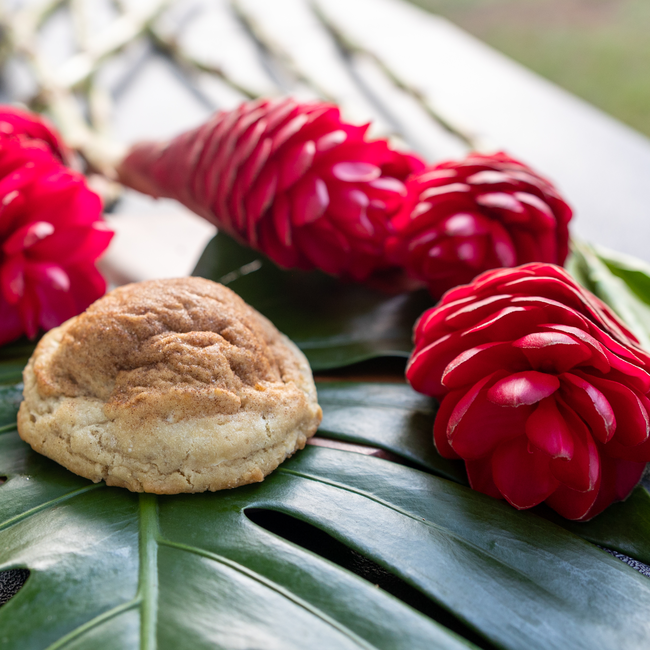 Cinnamon Roll Monstera Red Ginger .jpg