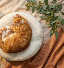 Orthopedic Bed