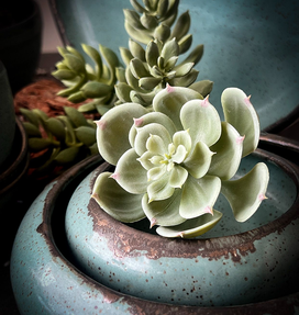 Gina DeSantis Ceramics