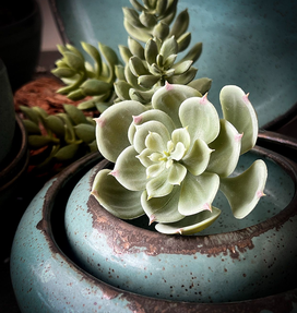 Gina DeSantis Ceramics