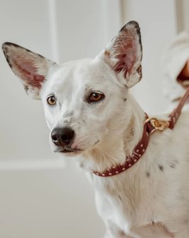 What a Stud Tan Leather Dog Collar