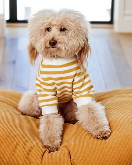 Camden Goldenrod Striped Dog Sweatshirt