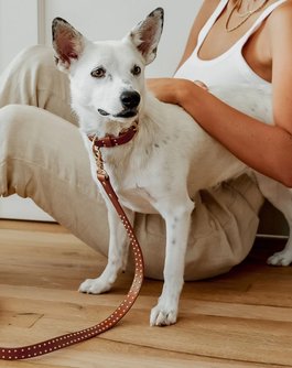 What a Stud Tan Leather Dog Leash