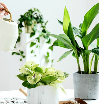 Instant™ Plant Care