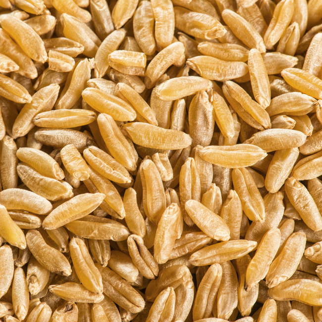 KAMUT Brand Wheat Berries.jpg