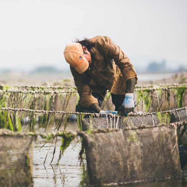 Taylor Shellfish Farms Achieves Aquaculture Stewardship Council (ASC) Certification