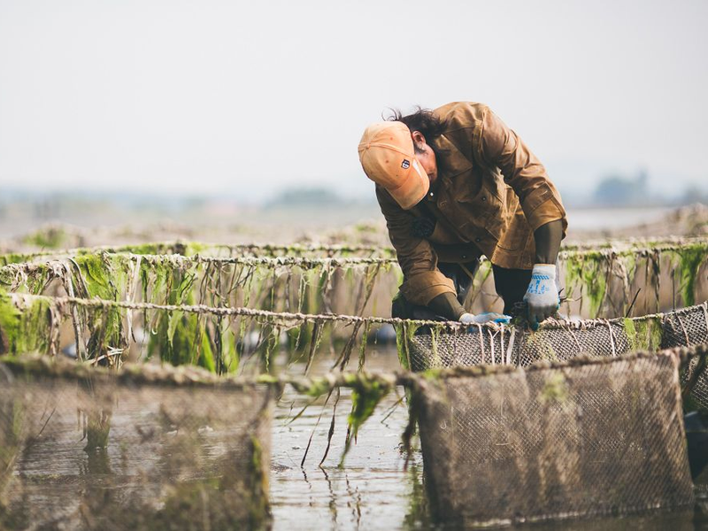 Taylor Shellfish Farms Achieves Aquaculture Stewardship Council (ASC) Certification