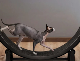 The seven best eco-friendly cat toys for owners who hate to waste