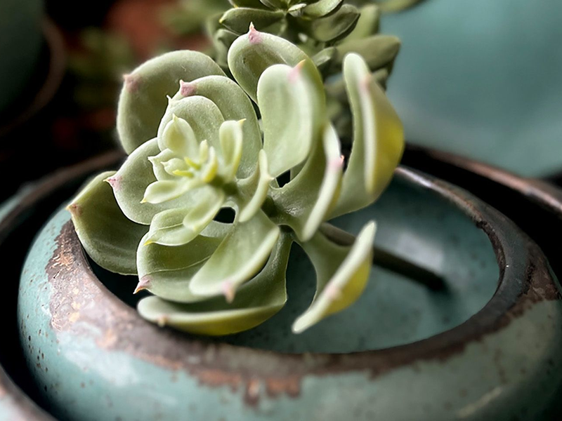 Gina DeSantis Ceramics Launches Seasonal Color