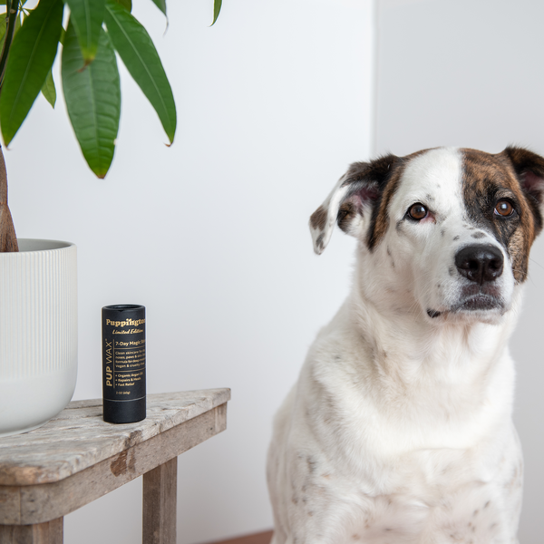 PUP WAX REBRANDS AS PUPPINGTON, LAUNCHES LIMITED EDITION 7-DAY MAGIC STICK