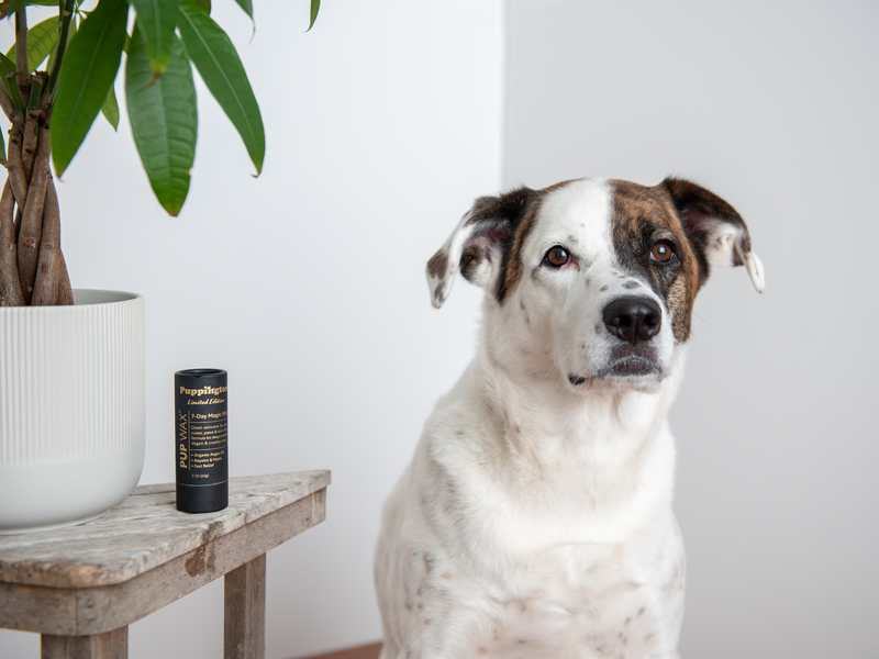 PUP WAX REBRANDS AS PUPPINGTON, LAUNCHES LIMITED EDITION 7-DAY MAGIC STICK