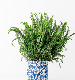 Medium Blue and White Limited-Edition So.CachePot Planter Cover