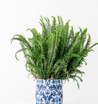 Medium Blue and White Limited-Edition So.CachePot Planter Cover