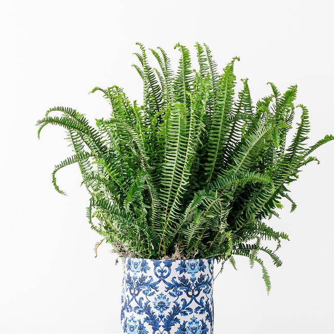 S23BlueDamask-Fern2.jpg