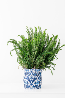 Medium Blue and White Limited-Edition So.CachePot Planter Cover