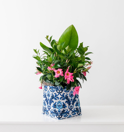 Small Blue and White Limited-Edition So.CachePot Planter Cover