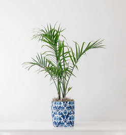 Large Blue and White Limited-Edition So.CachePot Planter Cover