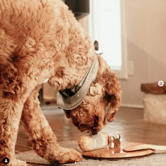 Raw Pet Treat