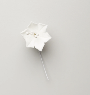 1" AGAPANTHUS - WHITE