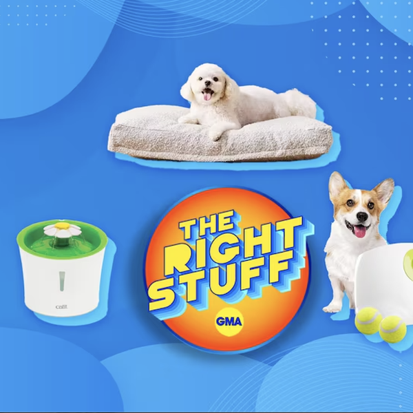 In the news: Good Morning America celebrates Saatva’s Pet Bed nationwide