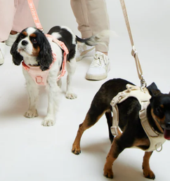 Screenshot 2026-03-06 144942.png