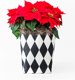 Small Limited-Edition Harlequin So.CachePot Planter Cover