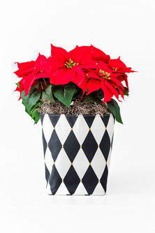 Small Limited-Edition Harlequin So.CachePot Planter Cover