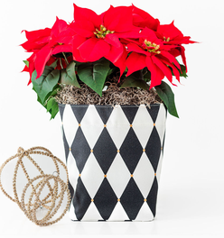 Medium Limited-Edition Harlequin So.CachePot Planter Cover
