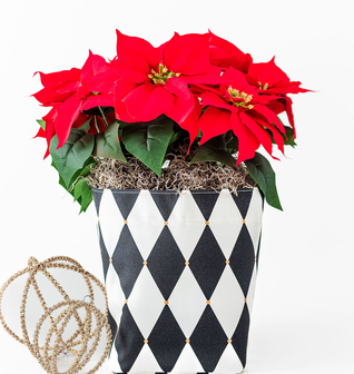 Medium Limited-Edition Harlequin So.CachePot Planter Cover