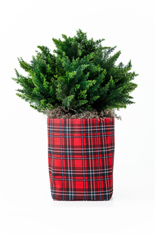 Small Limited-Edition Tartan Plaid So.CachePot Planter Cover