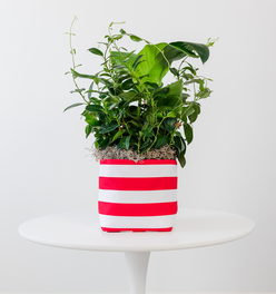 Medium  Red and White Stripe Limited-Edition So.CachePot Planter Cover