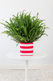 Small Red and White Stripe Limited-Edition So.CachePot Planter Cover