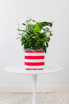 Medium Red and White Stripe Limited-Edition So.CachePot Planter Cover