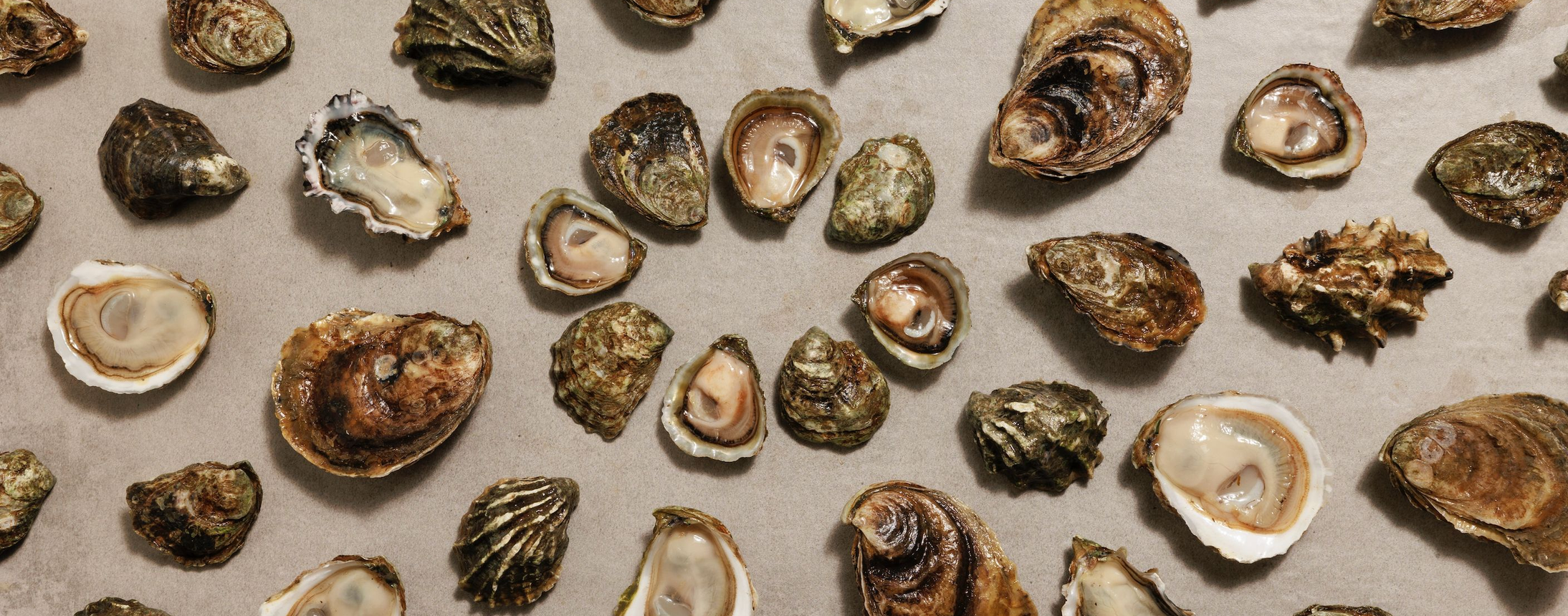 Taylor Shellfish Farms