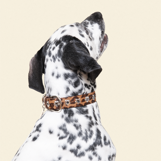 Cougar - Flower Power Collar-gallery-61396583383326
