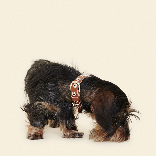 Hazel - Flower Power Collar-gallery-61397060485406