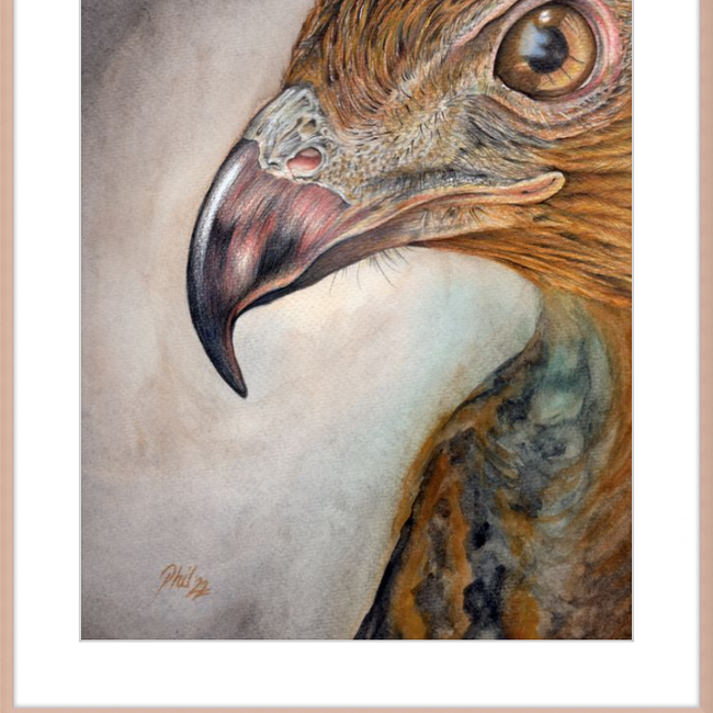 Bob the Hawk-gallery-49450460709155