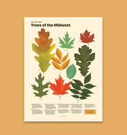 Trees of the Midwest Print