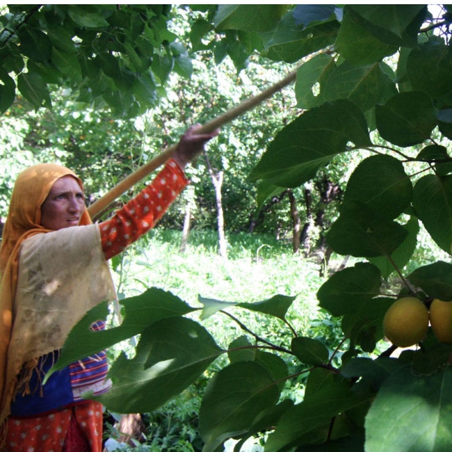 Apricot Oil, 100% Organic-gallery-36891862859953