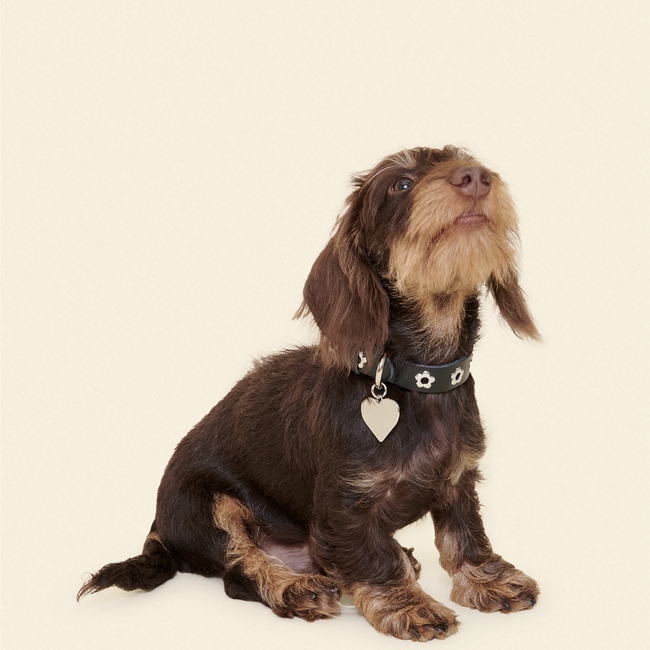 Midnight - Flower Power Collar-gallery-61391893201182