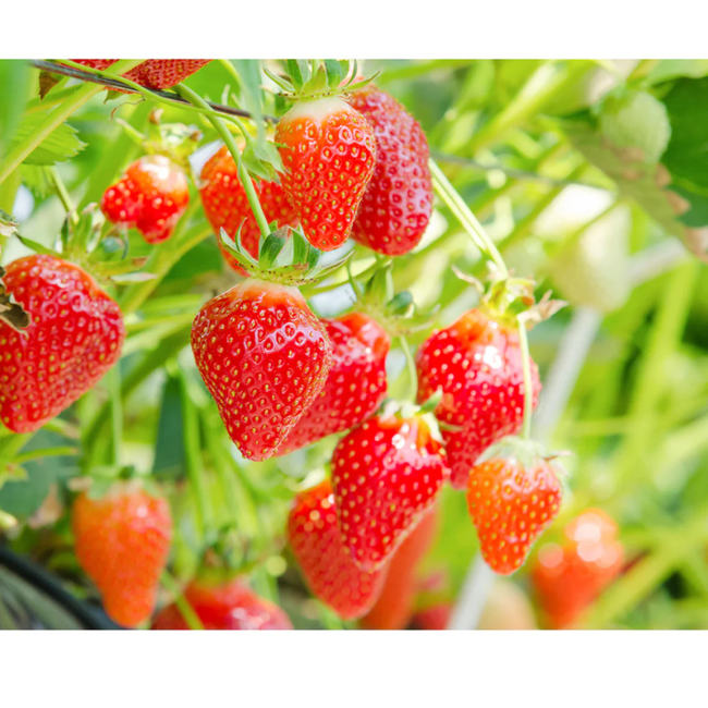 LuLuLun: Premium Travel Face Mask (7 Sheets)-gallery-46533878710523