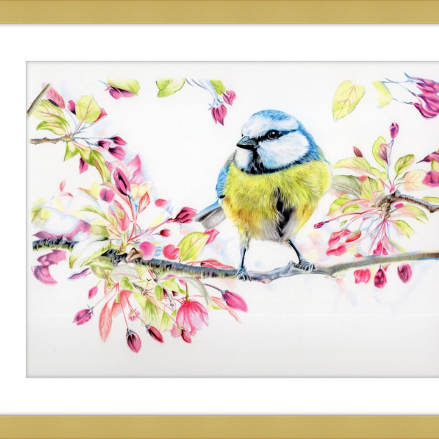 Blue Tit in Blossom-gallery-49475800727843